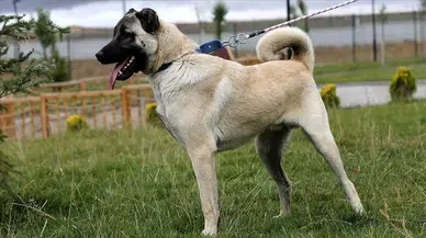 Gemerek'te Çalınan Kangal Köpekleri Kayseri'de Bulundu