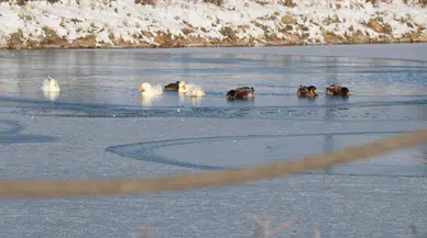 Sivas'ta Buz Tutan Gölet, Donmayan Bir Mücadeleye Sahne Oldu