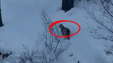 Sivas'ta Yaşanan Kış Yaban Hayatını da Zorluyor! Yiyecek Ararken Görüntülendi!