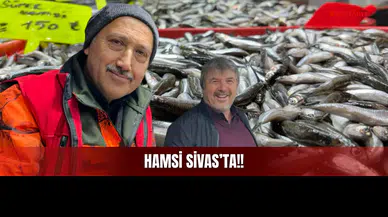 Gürcistan'a Kaçtı Diyenlere Sivas'tan Rest! Hamsi Gürcistan'a Kaçmadı, Hamsi Sivas'ta!