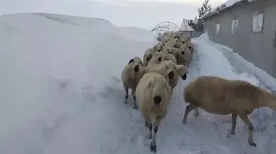 Sivas’ta Hayvancılık Yapanların 2 Metre Karın Altında Zorlu Sınavı