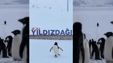 Sivas Valiliği Öyle Bir Video Yaptı Ki! Dünya Bu Pengueni Konuşuyor!