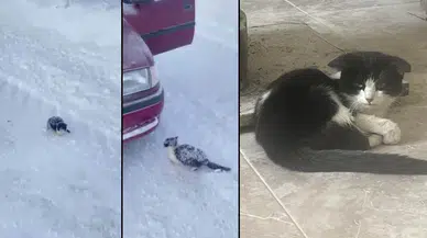 Sivas'ta Soğukta Titreyen Yavruya Uzanan El, Herkesi Duygulandırdı