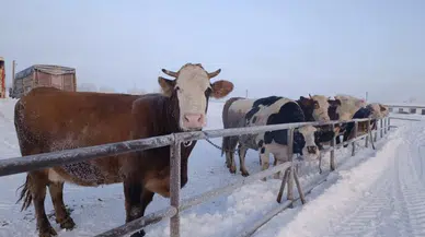 Sivas'ta Her Şey Durma Noktasına Geldi! Türkiye'nin En Büyük Hayvan Pazarı Kapandı!