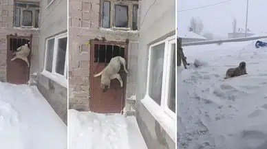 Sivas'ta Tipiden Kaçtı, Demir Kapıda Hayata Tutundu