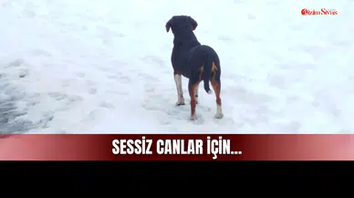 Sivas Beyaza Büründü! Sessiz Canlar İçin Harekete Geçtiler!