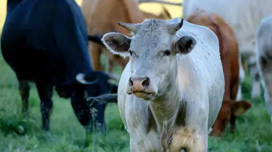 Sivas’taki Besiciler İçin Yeni Dönem! Sivas’ta Kimler İlave Ödeme Almaya Hak Kazanacak?