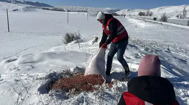 Zara'da Türk Kızılayı'ndan yaban hayatına dokunuş
