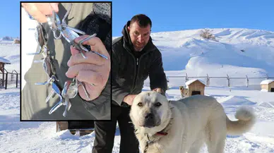 Sivas Kangalının Görünmez Kalkanı: Gürün’den Gelen Koruma