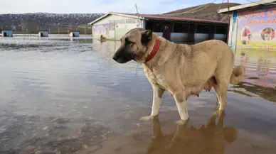 Sivas’ta Kangal Çiftliği Sular Altında