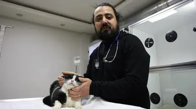 Sivas’ta 11 Kedinin Hayata Tutunuşta Gönüllüler Var