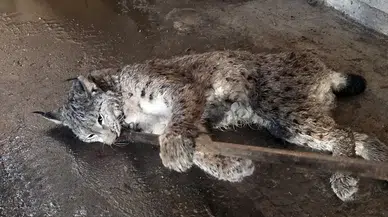 Sivas'ta Anadolu’nun Nadir Yırtıcısı Yaralı Bulundu