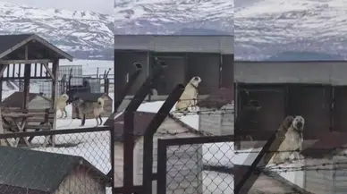 Erzincan'daki 4.9 Şiddetinde Deprem Öncesi, Sivas'taki Kangallar Böyle Tepki Verdi!