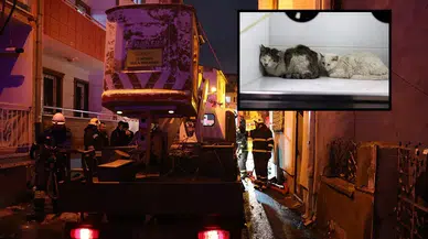 Sivas'ta Evde Çıkan Yangında 26 Kedi Can Verdi
