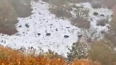 Sivas'ta sürü halinde görüntülendiler: Bölge halkı tedirgin