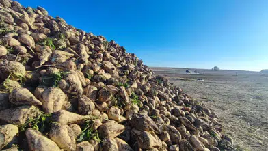 Aylar Süren Emeğin Karşılığı! Şeker Pancarı Hasadında Kritik Dönemeç!