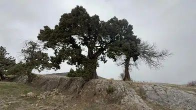 Sivas Vakıflar Heyetinin İncelediği Ağaç İçin Köyde Bekleyiş!