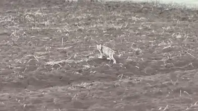 Sivas’ta sürücünün kaydettiği yavru vaşak gündem oldu