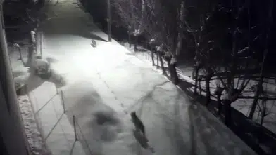 Sivas’ta kurtlar şehir merkezine indi, mahallede korku arttı