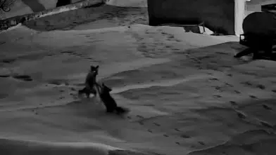 Sivas'ın O Köyünde Tilkiler Birbirine Girdi