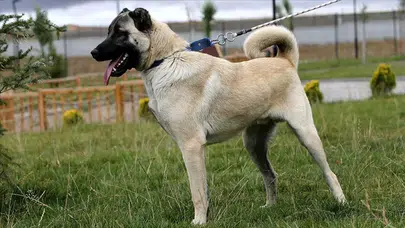 Gemerek'te Çalınan Kangal Köpekleri Kayseri'de Bulundu