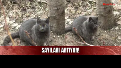 Bir Hevesle Sahiplenilen Evcil Hayvanlar Sokakta!