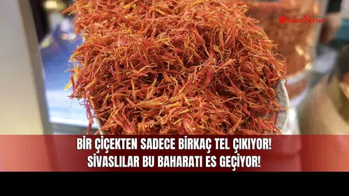 Bir Çiçekten Sadece Birkaç Tel Çıkıyor! Sivaslılar Bu Baharatı Es Geçiyor!