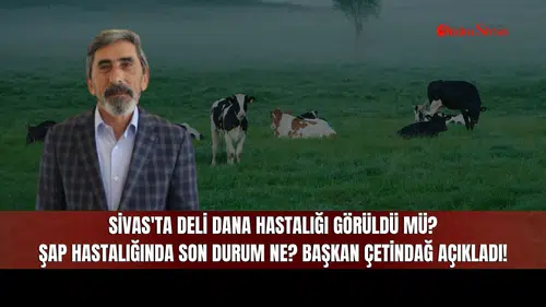 Sivas'ta Deli Dana Hastalığı Görüldü mü? Şap Hastalığında Son Durum Ne? Başkan Çetindağ Açıkladı!