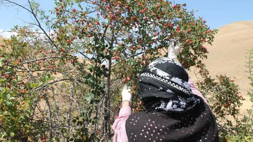 C Vitamini Deposu Dikenler Arasından Toplanıyor