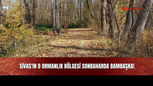 Sivas'ın O Ormanlık Bölgesi Sonbaharda Bambaşka!