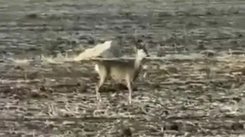 Sivas'ta Bozkırın Ortasında Görüntülendi! Görenler Gözlerine İnanamadı!