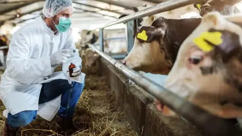 Türkiye’den Şap Hastalığıyla ilgili kritik açıklama: Kontrol altında mı?