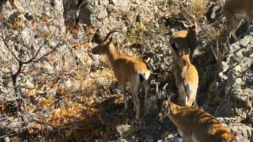 Sonbaharda Doğanın Senfonisi! Dağların Zirvesindeki Zarif Dans