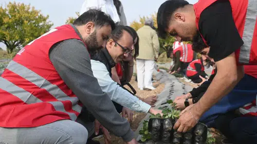 O İlçelerde Çilek Bahçesi Kurulumu Hibe Edildi: İşte Detaylar