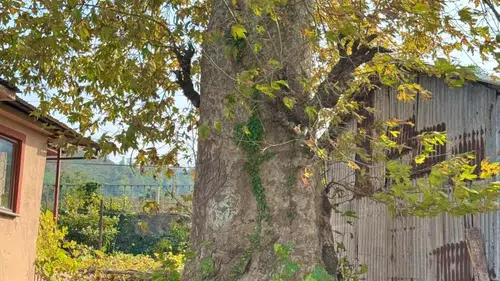 6,5 Metrelik Tarihi Dev Tehlikede Mi? Koruma Çağrısı Yükseldi