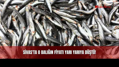 Sivas'ta O Balığın Fiyatı Yarı Yarıya Düştü!