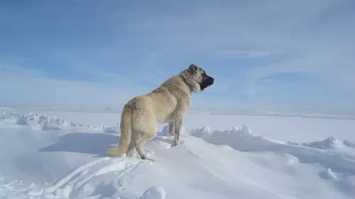 Sivas’ın Gururu Dünyanın En Cesur Çoban Köpeğinin Efsanevi Hikâyesi