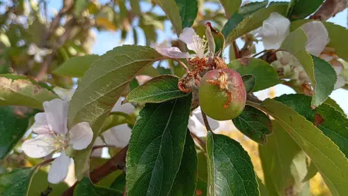 İklim değişikliği mi? Elma ağacı kışın çiçek açtı