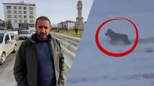 Sivas'ta Vahşi Doğanın Gerçek Yüzü! O Anları Kaydederken Eli Ayağı Titredi