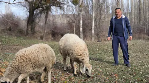 Onları kesmek için aldı, şimdi can yoldaşı oldu