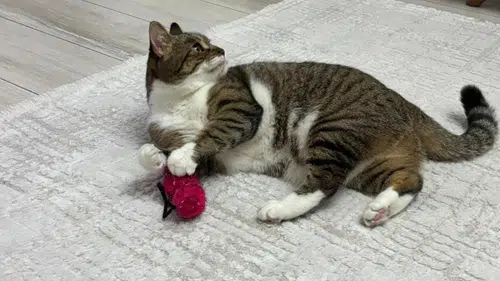 Aşılı Evcil Hayvanlar İnsana Zarar Verir Mi?