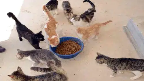 TÜİK açıkladı! En çok evcil hayvanlar ile ilgili ürünler pahalandı