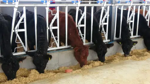 Kırsalda Bereket Hayvancılığa Destek Projesi sürecek