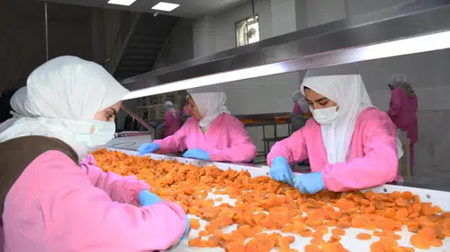 Kayısıda zor yılın şifresi: Stok, ihracat ve sabır