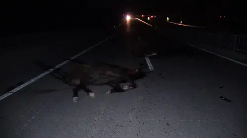 Milyonluk Değerler Yolda Can Verdi