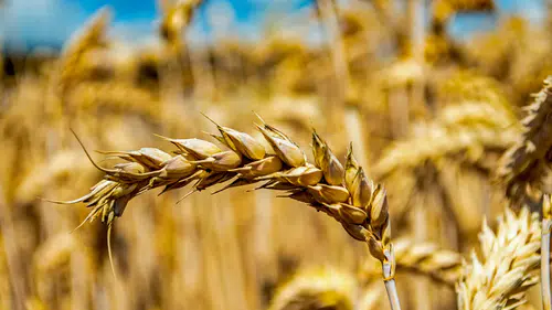 Sivas Çiftçisinin Gözü TMO’daydı! 2026 Arpa ve Buğday Satış Fiyatlarını Belli Oldu!