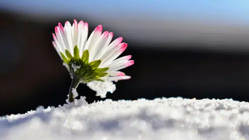 2026'nın İlk Cemresi Ne Zaman Düşecek? Sivas'ta Kış Kapıları O Gün Kapanacak!