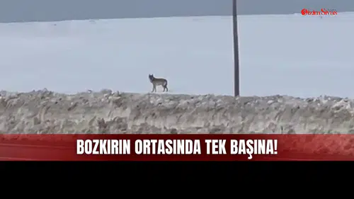 Sivas Bozkırında Tek Başına Bir Kurt Görüldü!
