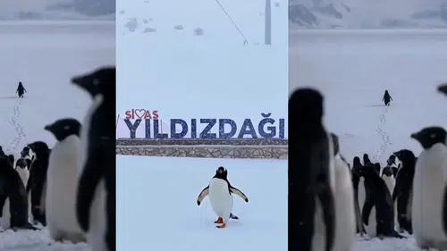 Sivas Valiliği Öyle Bir Video Yaptı Ki! Dünya Bu Pengueni Konuşuyor!