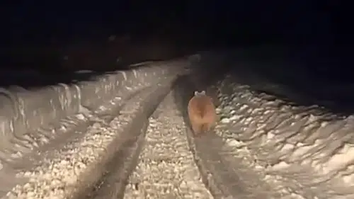 Sivas'ta Kış Uykusunda Olmayan Ayı Tedirginliği